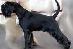 1374761271_lucky_20