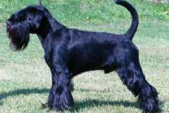 1374761346_lucky_23