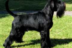 1374761435_lucky_26