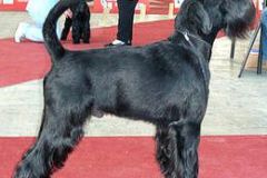 1375443403_lucky_eds_zagreb_2007_02