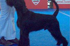 1375444762_lucky_wieselburg_2007_01