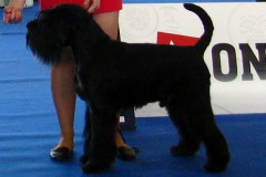 1424021106_lucky-rbis-veteran-brno2015-03